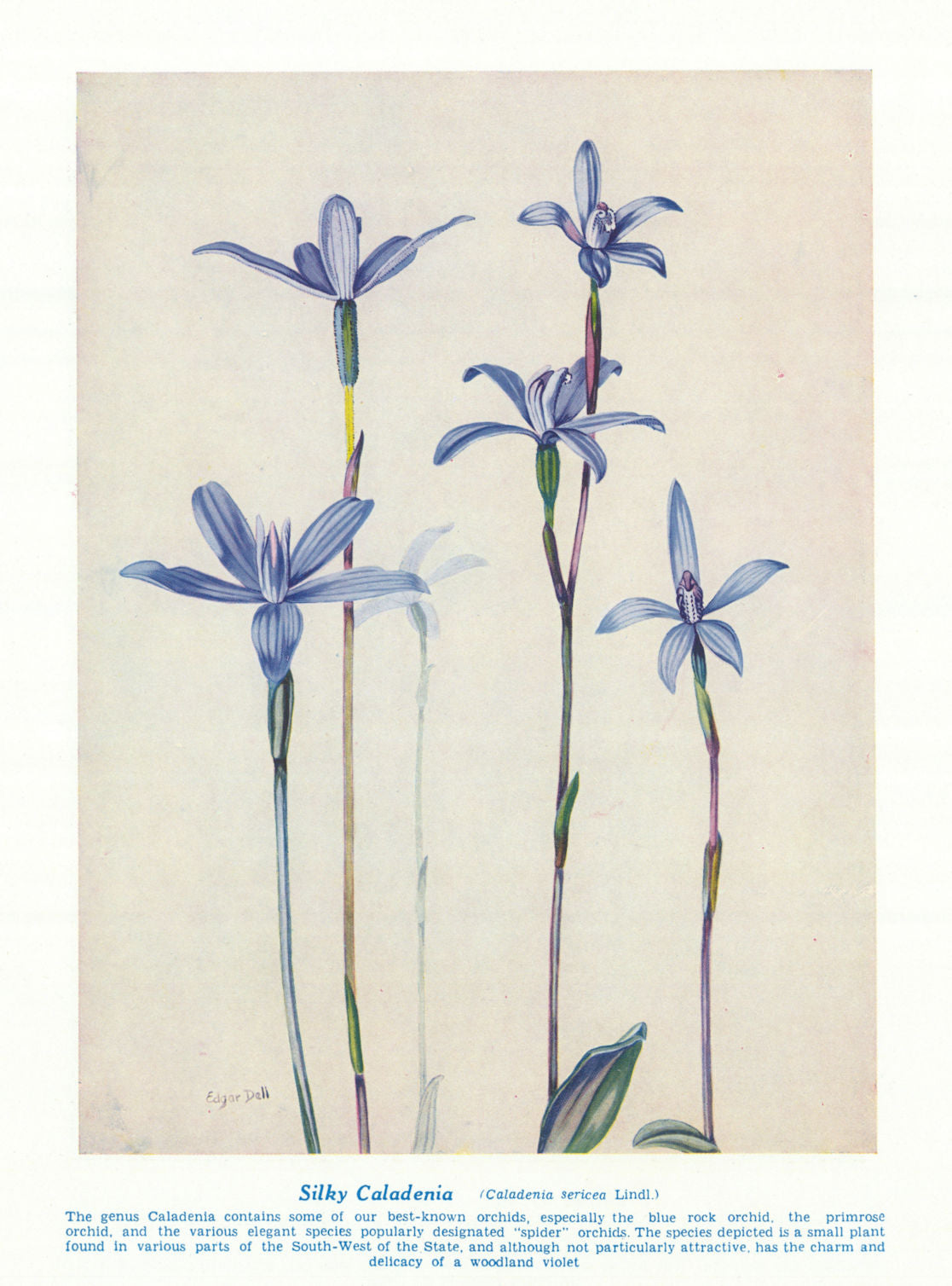 Silky Caladenia (Caladenia sericea). West Australian Wild Flowers 1950 print